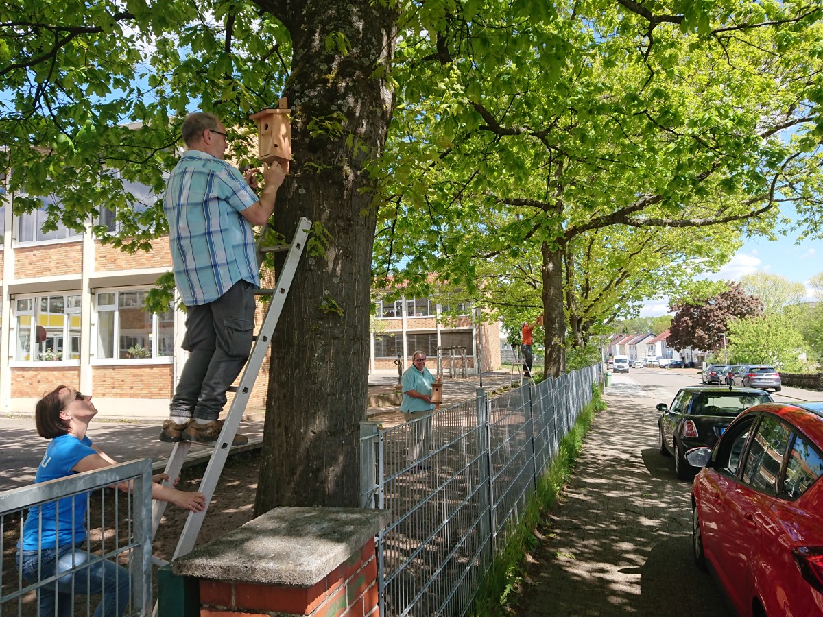 BiNS und NABU hängen Nistkästen auf