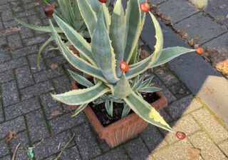 Pflanztauschbörse am 4. Oktober