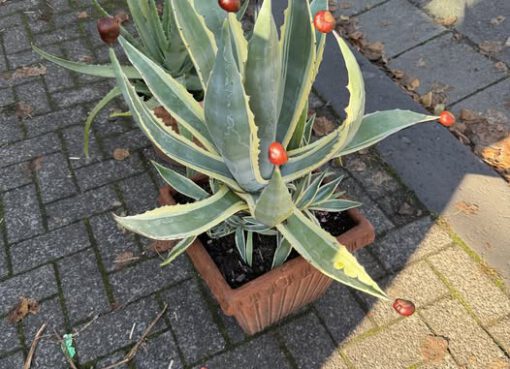 Pflanztauschbörse am 4. Oktober